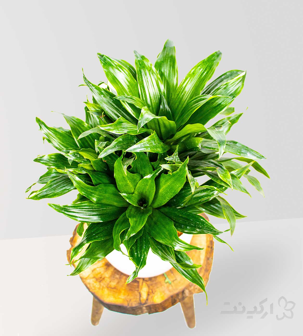 بنر