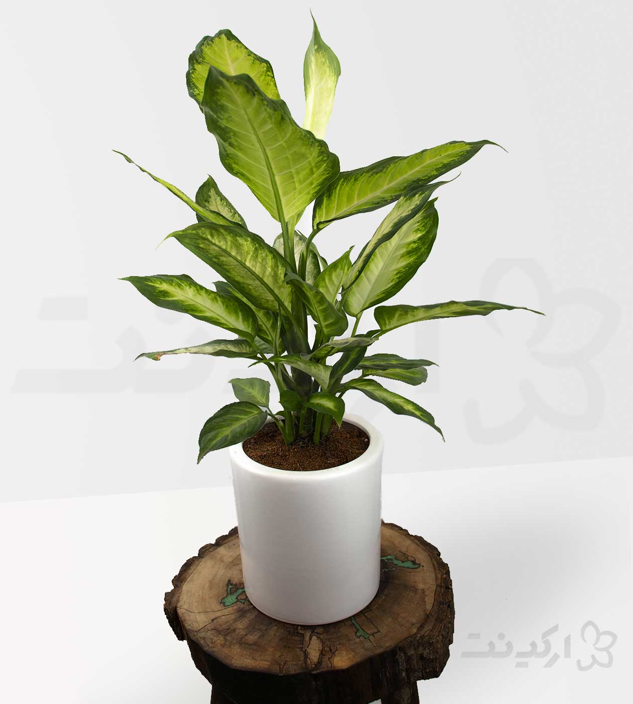 گیاه دیفن کاملیا